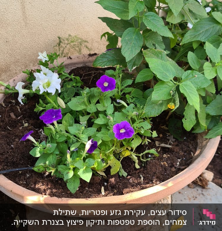 עציץ חרס עם פרחים סגולים ולבנים